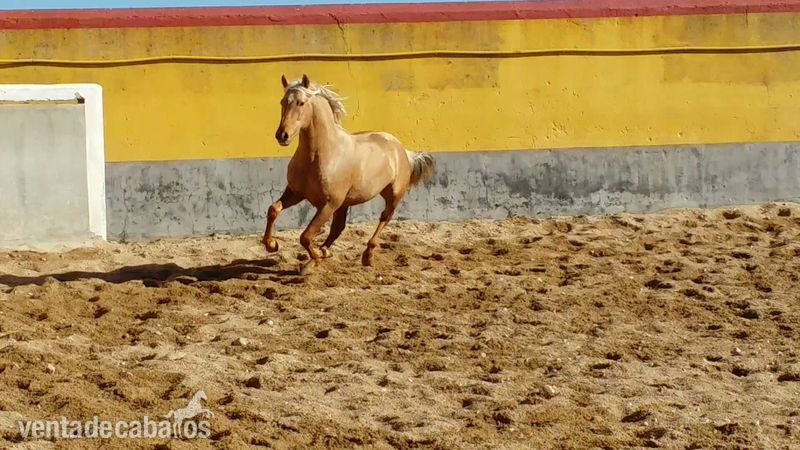 Caballos Pura Raza Española (P.R.E.) Pura Raza Española - Potro palomino español puro con papeles
