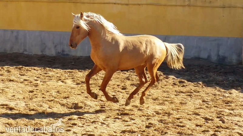 Potro palomino español puro con papeles - Caballos Pura Raza Española (P.R.E.) Pura Raza Española