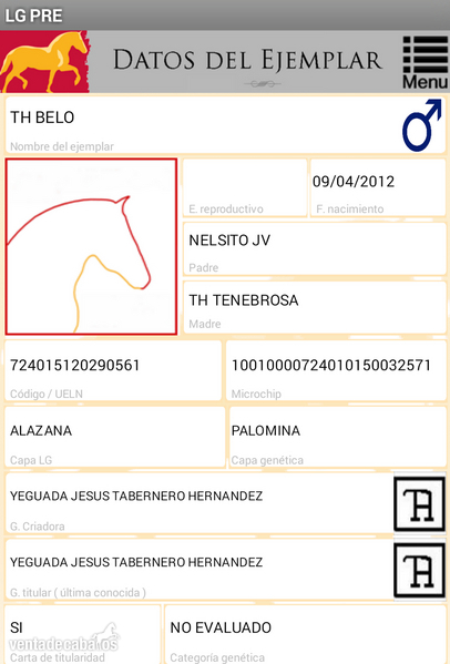 Potro palomino español puro con papeles - Caballos Pura Raza Española (P.R.E.)