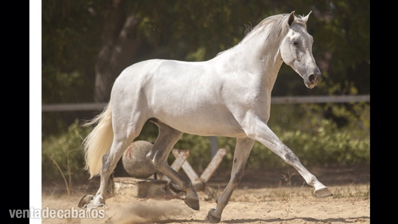 CABALLO PRE DE CALIDAD in 
