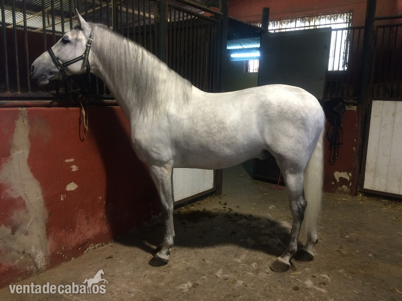 Caballos Pura Raza Española (P.R.E.) Pura Raza Española - CABALLO PRE DE CALIDAD