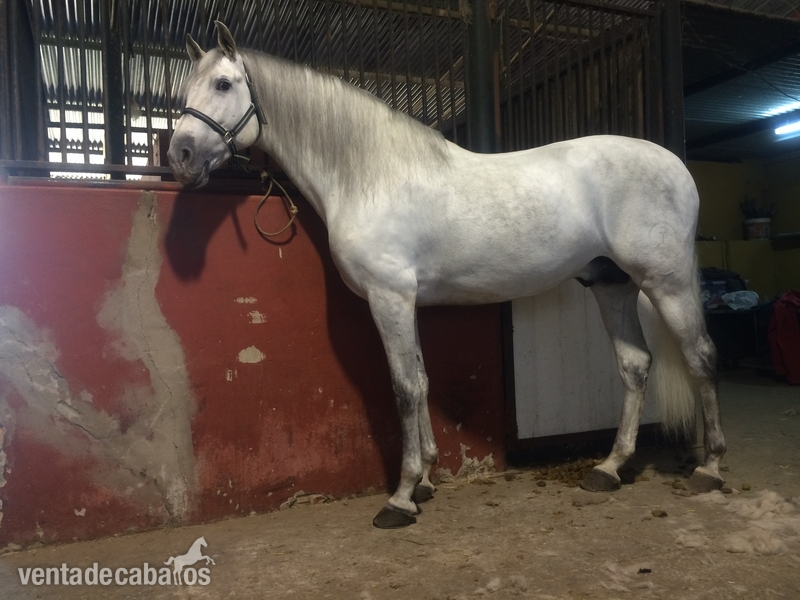 CABALLO PRE DE CALIDAD - Caballos Pura Raza Española (P.R.E.) Pura Raza Española
