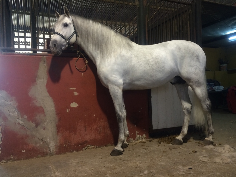 CABALLO PRE DE CALIDAD - Caballos Pura Raza Española (P.R.E.) Pura Raza Española