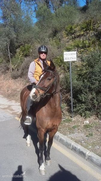 Caballos Enteros Otros - Castano Danes caliente sangre yegua