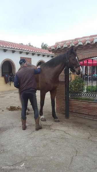 Castano Danes caliente sangre yegua - Caballos Enteros Otros