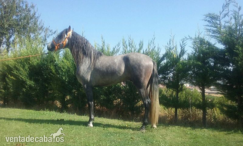 Venta de Caballos  in 