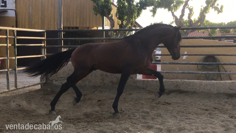 Caballos Pura Raza Española (P.R.E.) Pre - Potro de 3 años