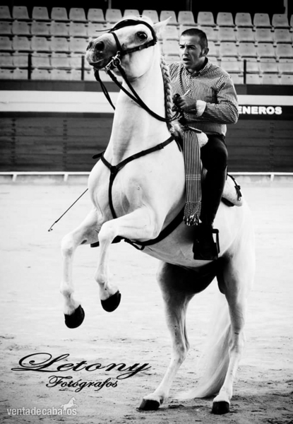 Se vende caballo in 