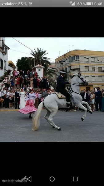 Caballos Capados Española, cruzado. - Se vende caballo
