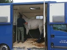 Se vende Renault Master para 2 caballos