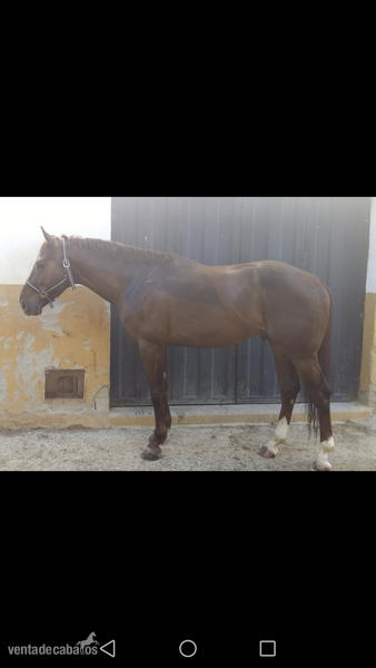 Caballo angloarabe expectacular in 