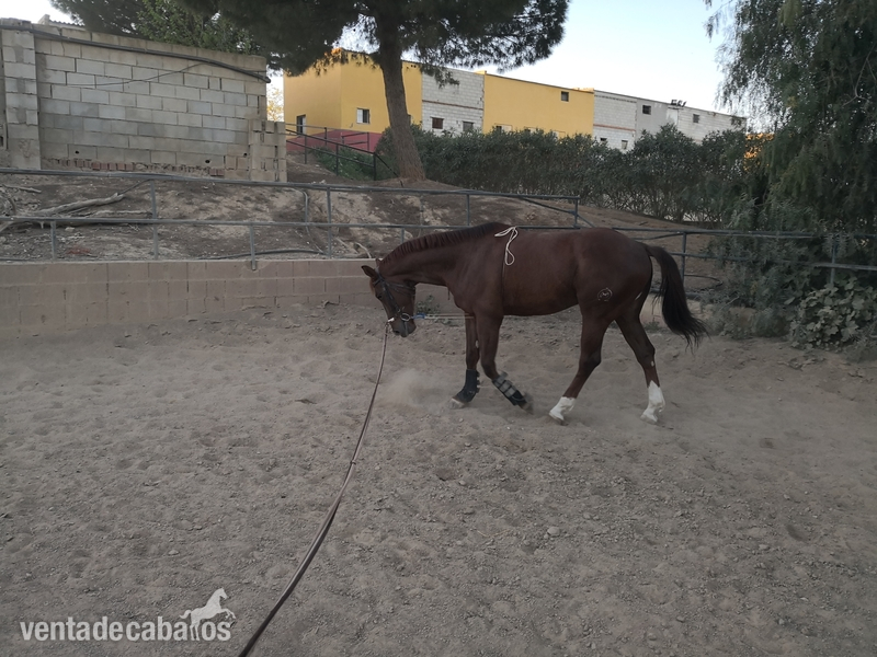 Caballos Capados Anglo-árabe - Caballo angloarabe expectacular