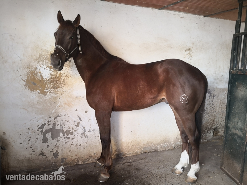 Caballo angloarabe expectacular - Caballos Capados Anglo-árabe