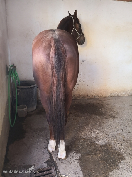 Caballo angloarabe expectacular - Anglo-árabe