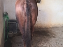 Caballo angloarabe expectacular