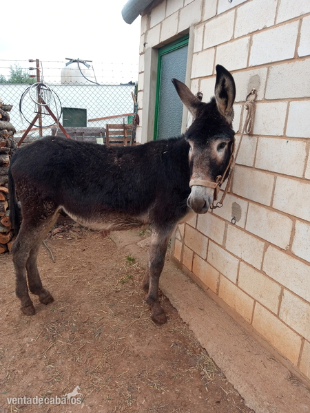 VENDO BURRO MUY MANSO. in 