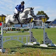 Llamativo 10 años 172 cm Holsteiner Dressage Showjumping Castrado in 