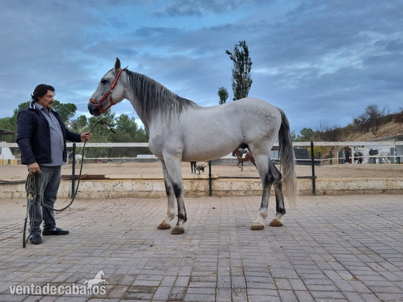 Purasangre Lusitano Blanco  in 