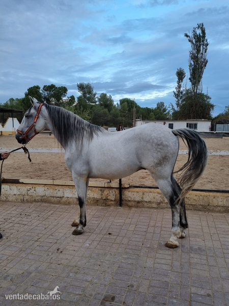 Lusitano