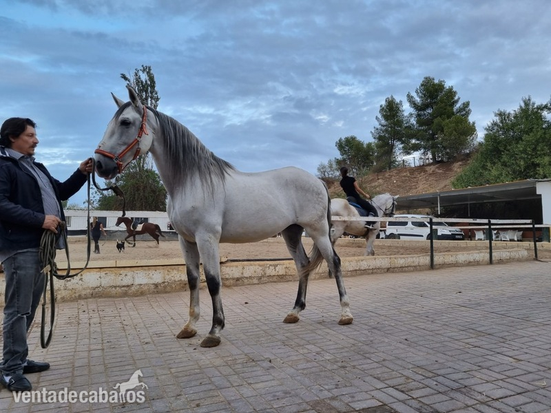Lusitano {TYPE}