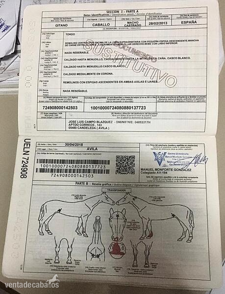 Caballos Enteros Lusitano - Purasangre Lusitano Blanco 