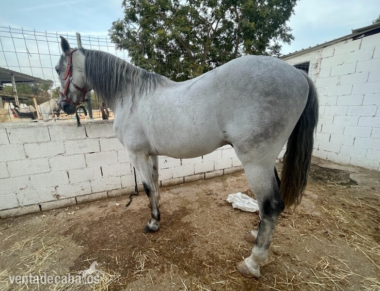 Purasangre Lusitano Blanco  - Caballos Enteros Lusitano