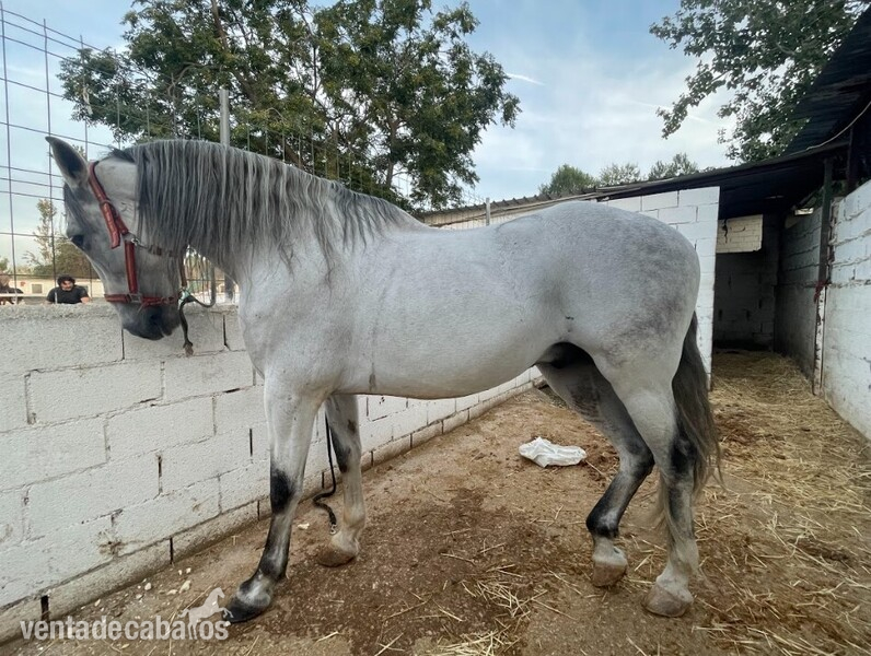 Purasangre Lusitano Blanco  - Lusitano