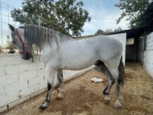 Purasangre Lusitano Blanco