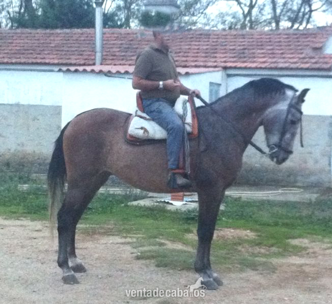 Caballo pre de 5 años in 
