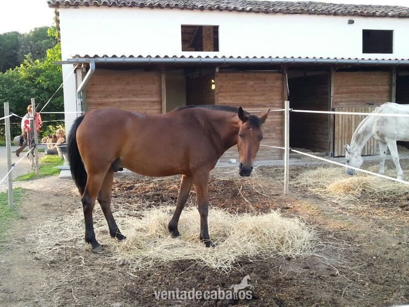 Caballos Capados Anglo-árabe - Angloarabe de 8 años 