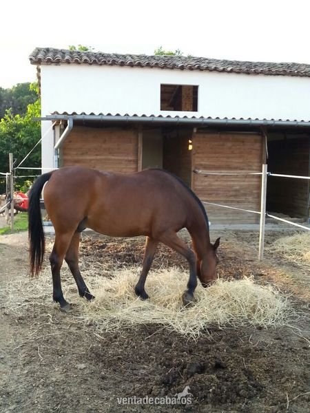 Angloarabe de 8 años  - Caballos Capados Anglo-árabe