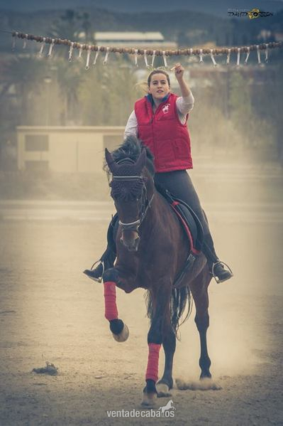 Caballo  castaño 1000$ in 