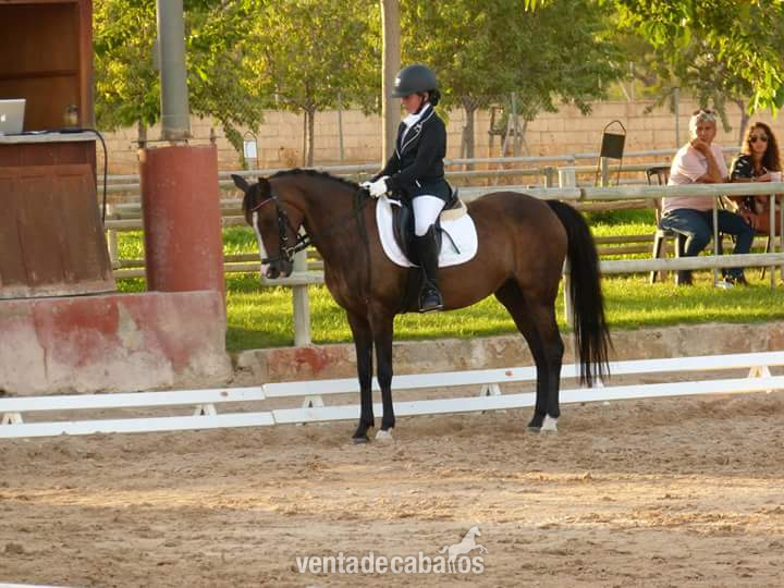 Pony Belga hembra in 
