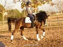 Poni de Competicion / Deporte