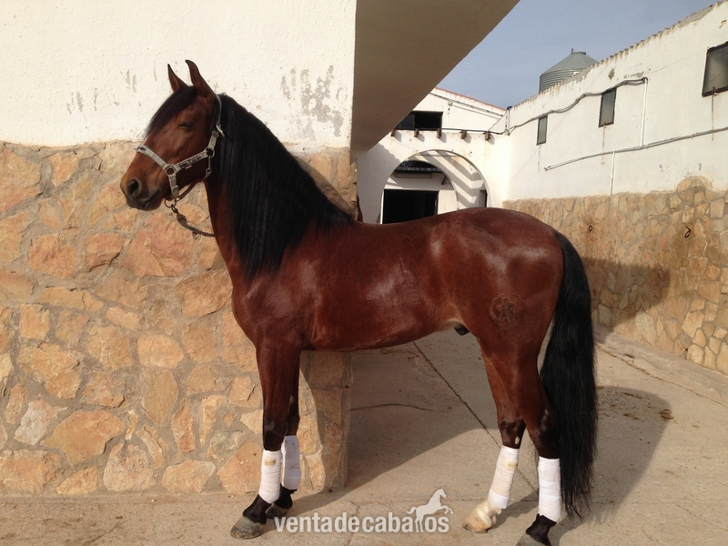 Caballo PRE doma clásica  in 
