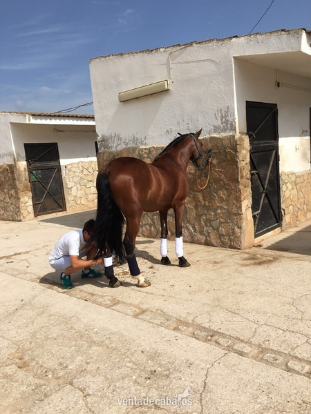 Caballo PRE doma clásica  - Caballos Pura Raza Española (P.R.E.) PRE 