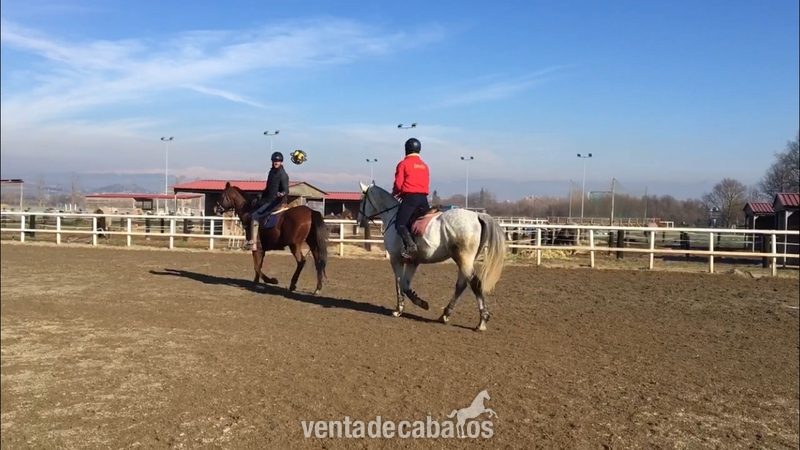 Caballo de HB en venta in 