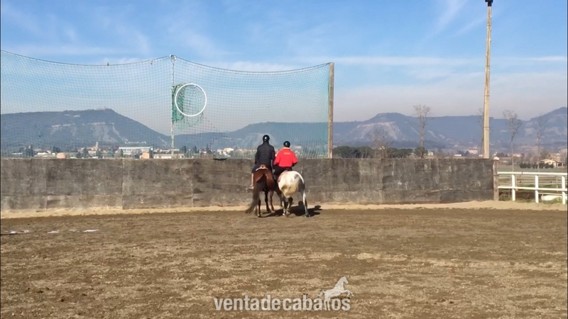 Caballos Capados Purasangre - Caballo de HB en venta