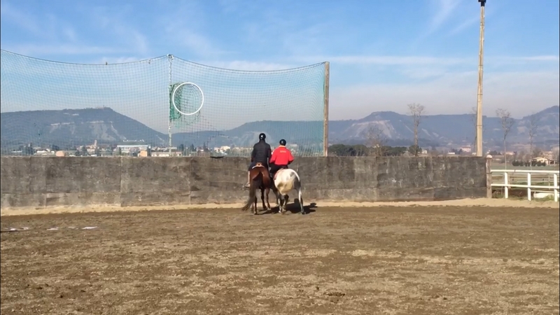 Caballos Capados Purasangre - Caballo de HB en venta