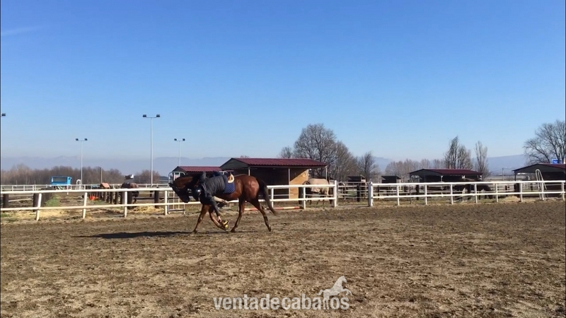 Caballo de HB en venta - Caballos Capados Purasangre