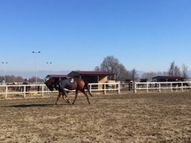 Caballo de HB en venta