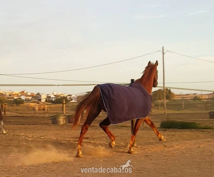 Silla francés x psi