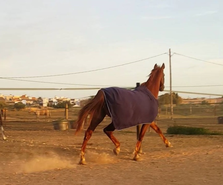 Silla francés x psi
