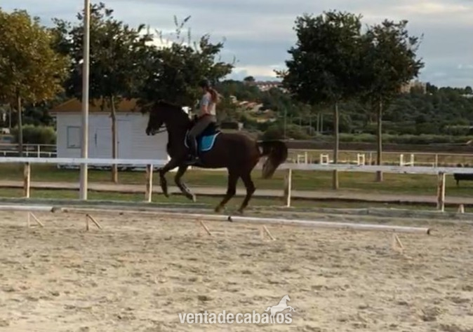 Yeguas Silla francés x psi - Vendo Yegua CDE 9 años 1'71