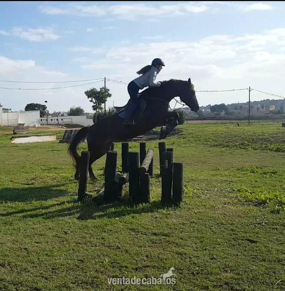 Vendo Yegua CDE 9 años 1'71 - Yeguas Silla francés x psi