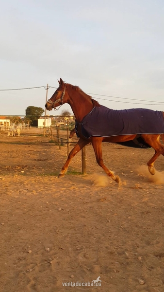 Vendo Yegua CDE 9 años 1'71 - Yeguas
