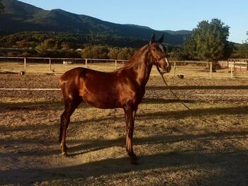  Venta Potro Lusitano 
