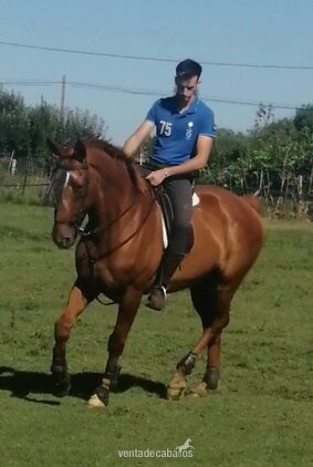Caballo cruzado para doma 7 años buen caracter 167 a la cruz in 