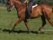 Caballo cruzado para doma 7 años buen caracter 167 a la cruz