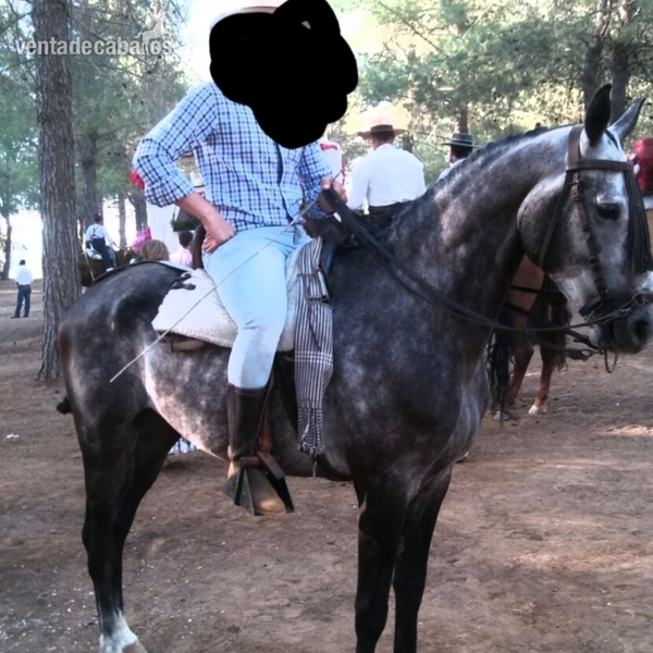 Anglo arabe tordo in 